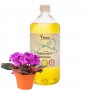 Body massage oil Verana «VIOLET FLOWER»